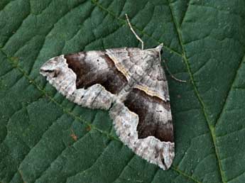 Scotopteryx moeniata Scop. adulte - �Daniel Morel