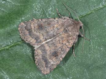 Caradrina morpheus Hfn. adulte - �Philippe Mothiron