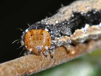  Chenille de Anorthoa munda D. & S. - �Philippe Mothiron