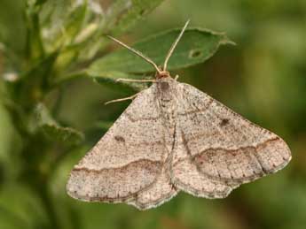 Isturgia murinaria D. & S. adulte - �Alex Corge