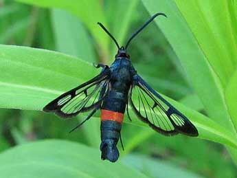 Synanthedon myopaeformis Bkh. adulte - �Timothy Cowles