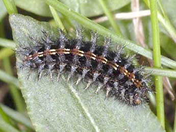  Chenille de Boloria napaea Hoffmsg - �Wolfgang Wagner, www.pyrgus.de