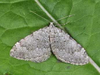 Nebula nebulata Tr. adulte - �Philippe Mothiron