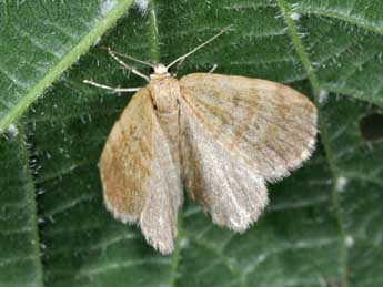 Euchoeca nebulata Scop. adulte - �Philippe Mothiron