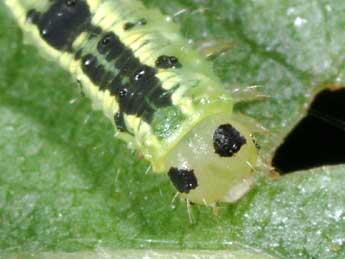  Chenille de Euchoeca nebulata Scop. - �Philippe Mothiron