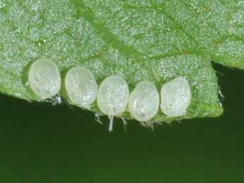  Oeuf de Euchoeca nebulata Scop. - �Philippe Mothiron