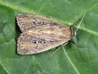 Archanara neurica Hb. adulte - �Philippe Mothiron