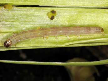  Chenille de Archanara neurica Hb. - �Wolfgang Wagner, www.pyrgus.de