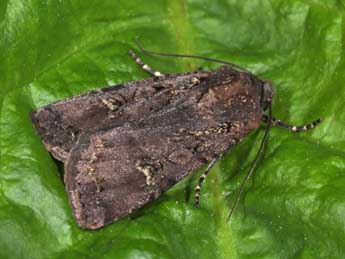 Euxoa nigricans L. adulte - �Philippe Mothiron