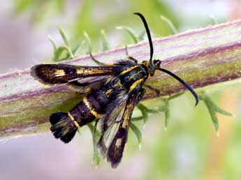 Chamaesphecia nigrifrons Le Cerf adulte - �Daniel Morel