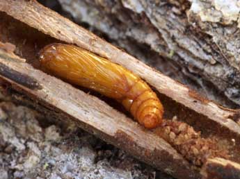  Chrysalide de Chamaesphecia nigrifrons Le Cerf - �Daniel Morel