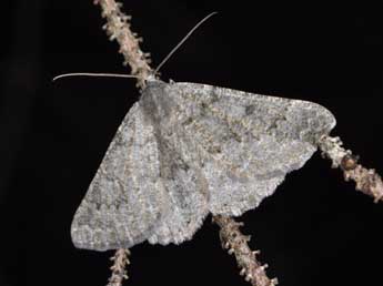 Gnophos obfuscata D. & S. adulte - �Philippe Mothiron