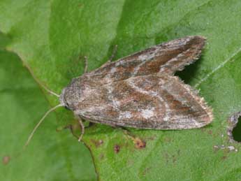 Phyllophila obliterata Rbr adulte - �Philippe Mothiron