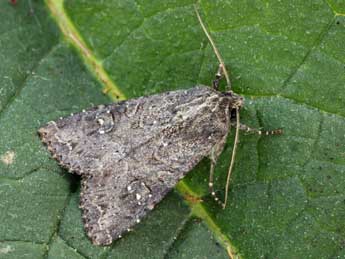 Apamea oblonga Hw. adulte - �Daniel Morel