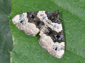 Cosmorhoe ocellata L. adulte - �Philippe Mothiron