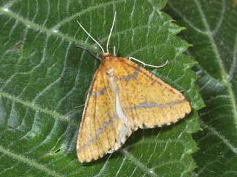 Aspitates ochrearia Rossi adulte - �Philippe Mothiron