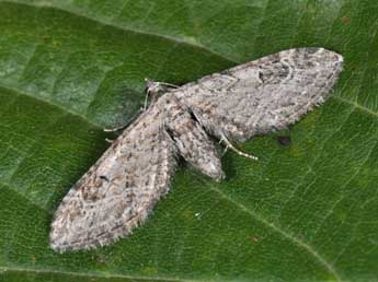 Eupithecia ochridata Sch. & Pink. adulte - �Philippe Mothiron