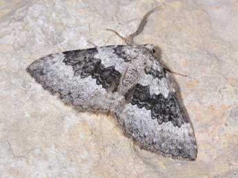 Scotopteryx octodurensis Favre adulte - �Philippe Mothiron