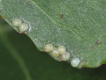  Oeuf de Tethea ocularis L. - �Philippe Mothiron