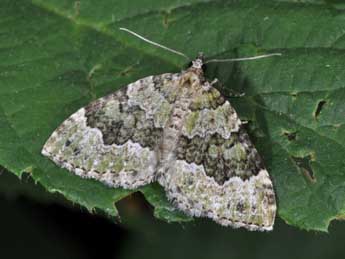 Colostygia olivata D. & S. adulte - �Philippe Mothiron