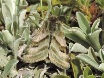 Heliothis ononis D. & S. adulte - �Jean-Pierre Lamoline