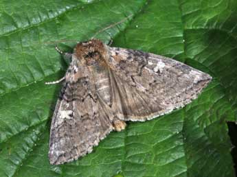 Tethea or D. & S. adulte - �Philippe Mothiron