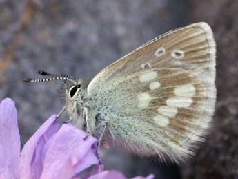 Agriades orbitulus Prun. adulte - �Daniel Morel