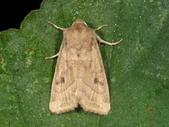 Hydraecia osseola Stgr adulte - �Samuel Ducept