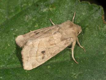 Hydraecia osseola Stgr adulte - �Samuel Ducept