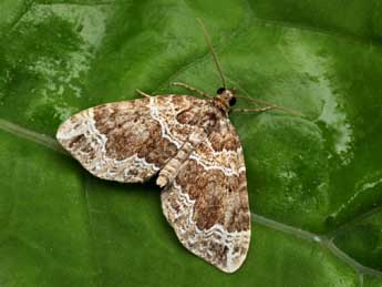 Lampropteryx otregiata Metc. adulte - �Daniel Morel