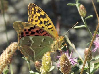 Argynnis pandora D. & S. adulte - �Jean-Pierre Lamoline