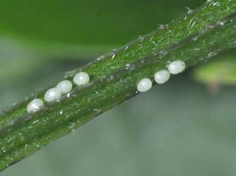  Oeuf de Colostygia pectinataria Knoch - �Philippe Mothiron