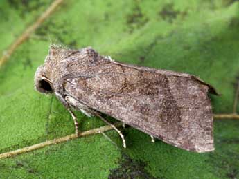 Hydraecia petasitis Dbld. adulte - �Yann Baillet