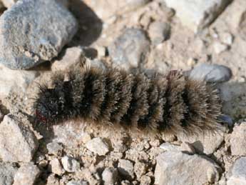  Chenille de Syntomis phegea L. - �Alex Corge