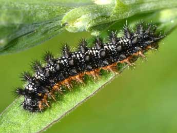  Chenille de Melitaea phoebe D. & S. - �Sylvie Michelin
