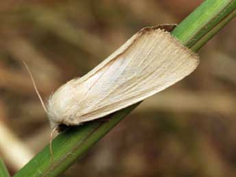 Arenostola phragmitidis Hb. adulte - �Daniel Morel