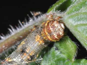  Chenille de Phigalia pilosaria D. & S. - �Philippe Mothiron