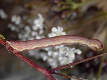  Chenille de Eupithecia pimpinellata Hb. - �Wolfgang Wagner, www.pyrgus.de