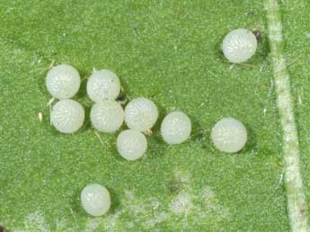  Oeuf de Hada plebeja L. - �Philippe Mothiron