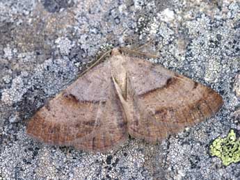 Selidosema plumaria D. & S. adulte - �Lionel Taurand