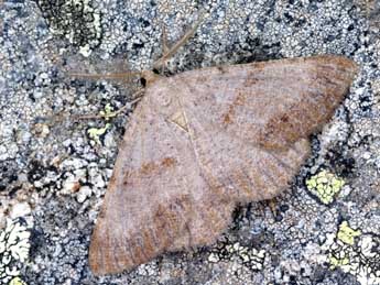 Selidosema plumaria D. & S. adulte - �Lionel Taurand