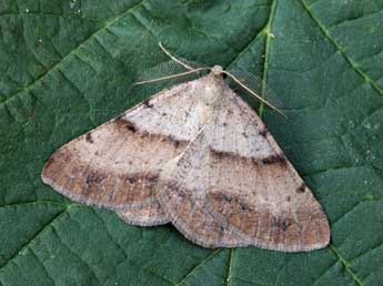 Selidosema plumaria D. & S. adulte - �Daniel Morel