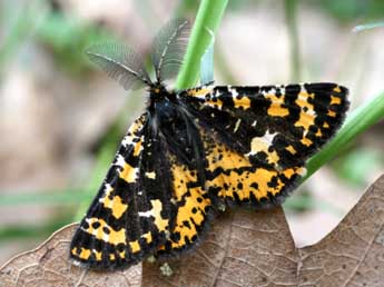 Eurranthis plummistaria Vill. adulte - �Alex Corge