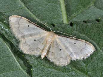 Idaea politaria Hb. adulte - �Philippe Mothiron