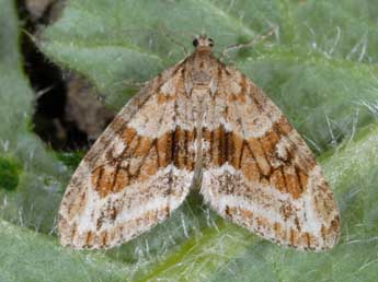 Trichopteryx polycommata D. & S. adulte - �Alexis Borges