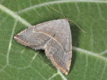 Eublemma polygramma Dup. adulte - �Philippe Mothiron