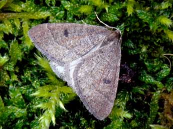 Theria primaria Hw. adulte - �Philippe Mothiron