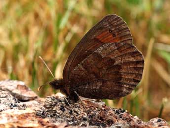 Erebia pronoe Esp. adulte - �Daniel Morel