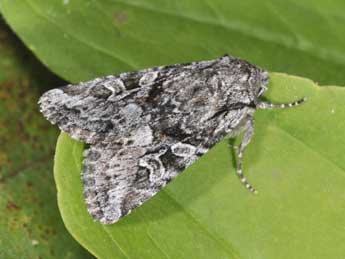 Lasionhada proxima Hb. adulte - �Philippe Mothiron