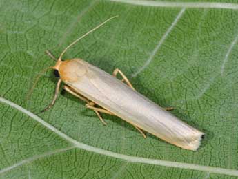 Manulea pseudocomplana Danl. adulte - �Philippe Mothiron